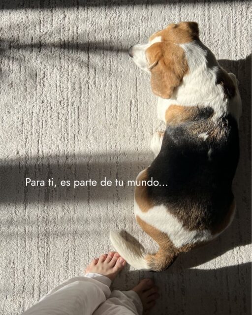 Hay vínculos que se sienten en cada rincón del hogar. Creemos que los espacios no solo cuentan una historia, sino también reflejan el amor que compartes con tus seres más queridos 🐾PURE - diseño que piensa en todos los miembros del hogar.www.purepet.co